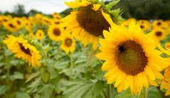 Vorschaubild StoryMap Ökolandbau mit Fotos von Sonnenblumen