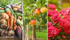 Vorschaubild StoryMap Gartenbau mit Fotos von Obst, Gemüse und Blumen