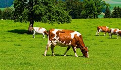 Vorschaubild StoryMap Viehhaltung mit Foto von Kug auf Weide